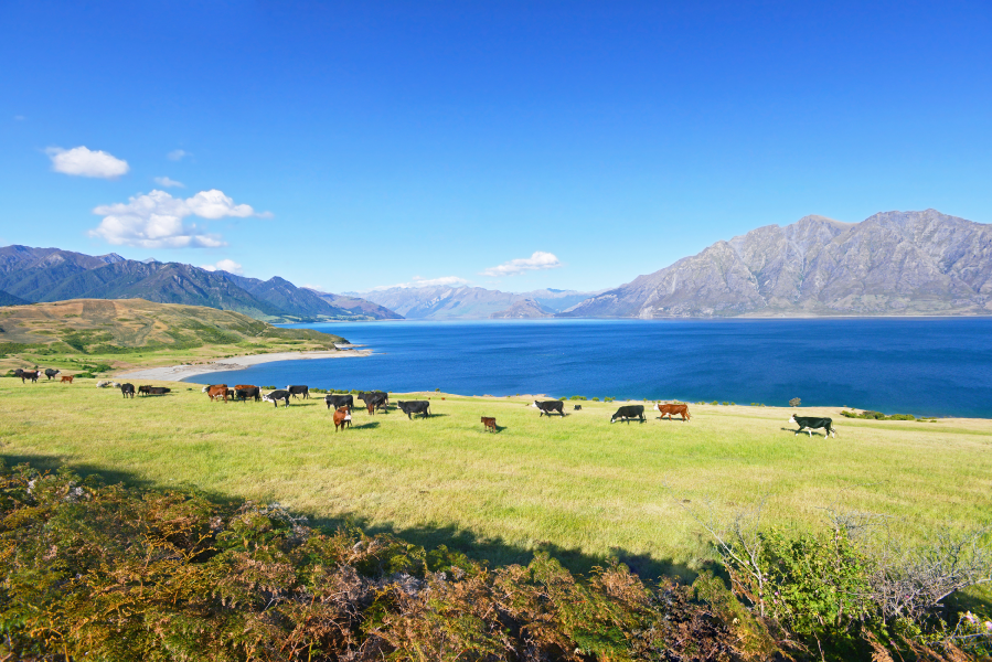 A herd of cows in a field next to Lake Hawea